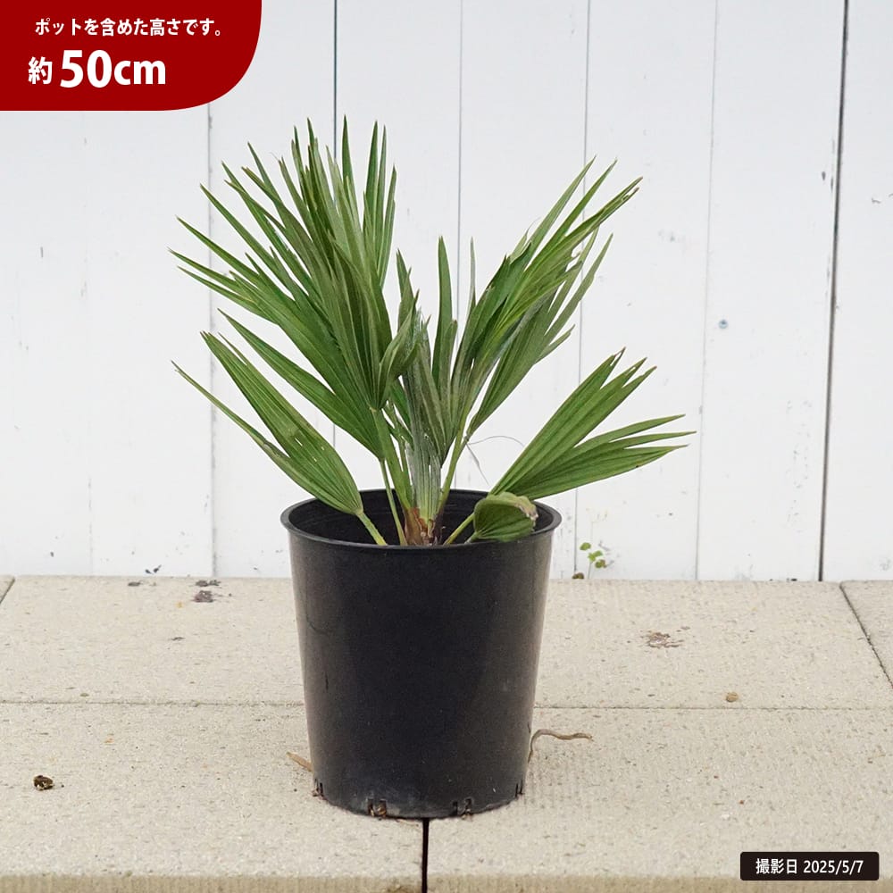 チャメロプス ボルゲーノ 1