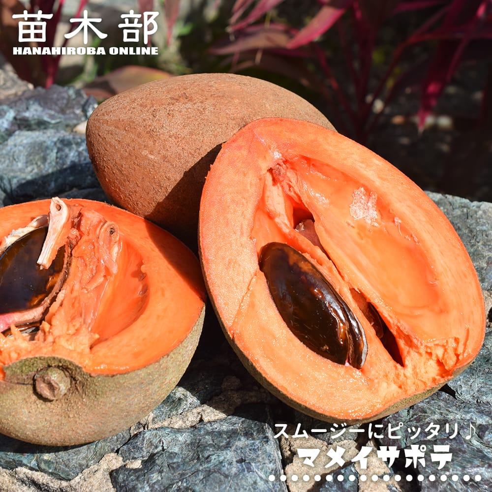 の特徴と育て方 kaju_vanira_002fset-ai | 苗木部の部室 〜苗木、育て