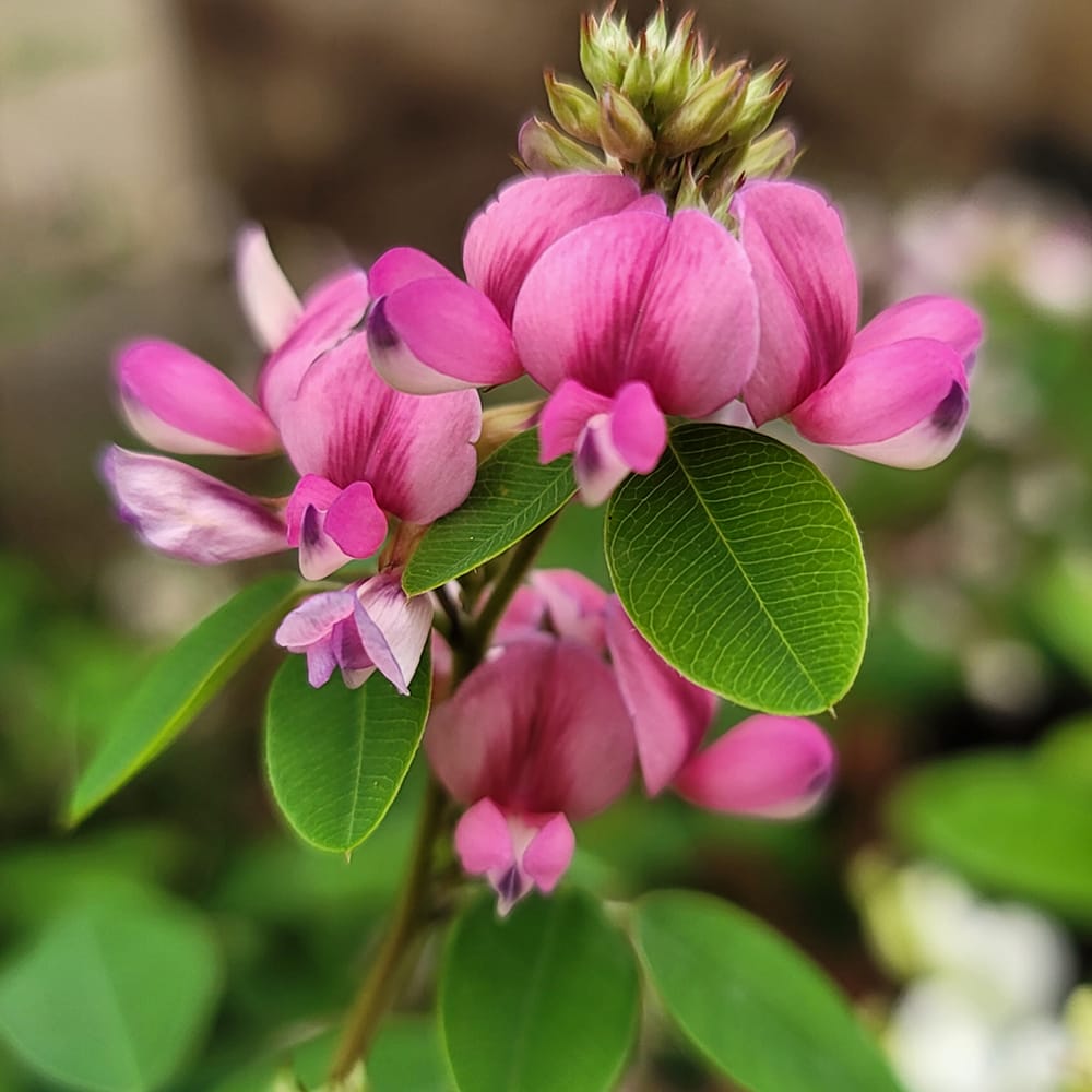 ハギ ムサシノハギ 1