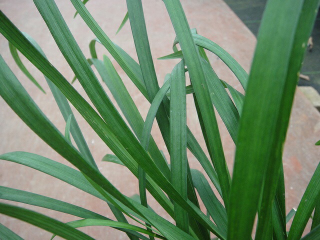 ヤブラン ヤブラン 1