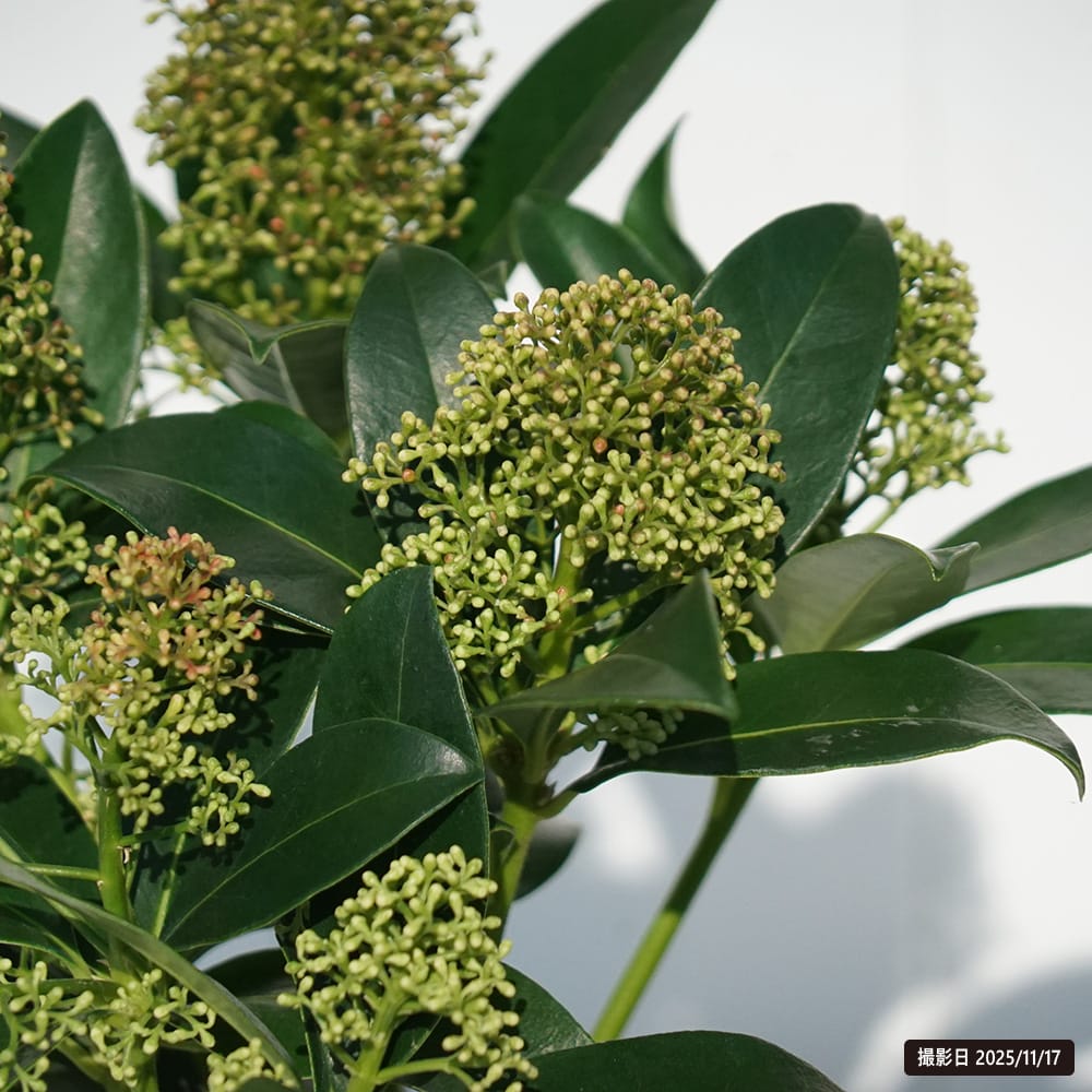 スキミア フレグラントクラウド 3