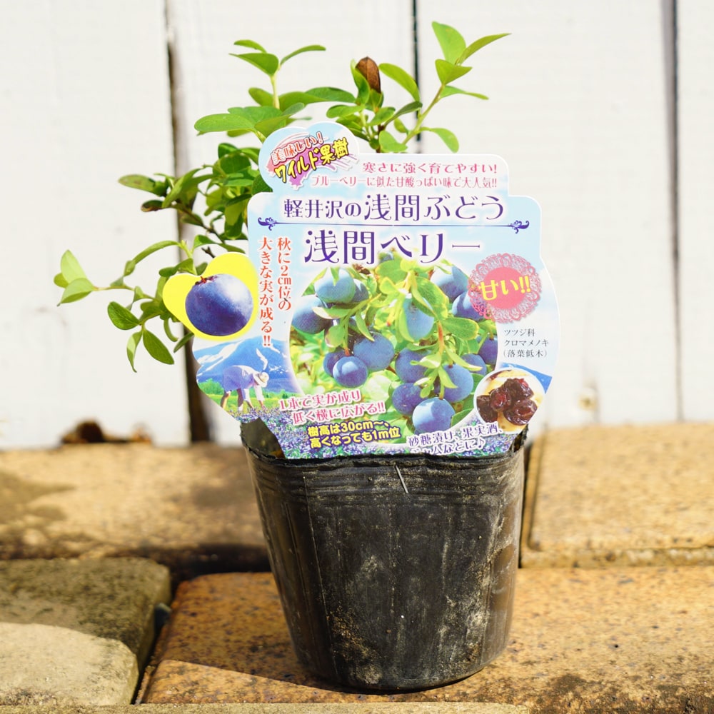 【浅間ベリー】 ポット苗