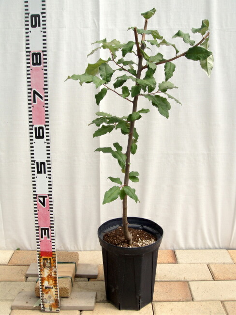 グミ ビックリグミ2年生苗