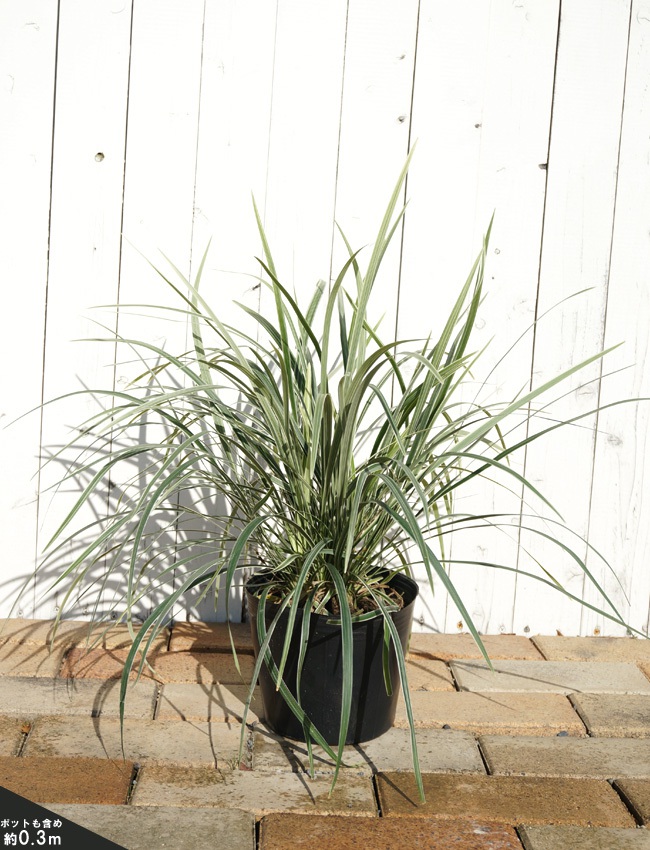 ノシラン ビッタータス 1