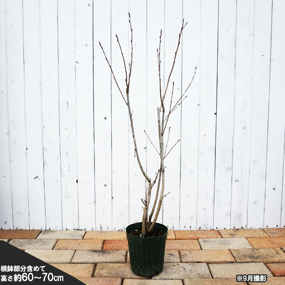 アロニア メラノカルパ 1