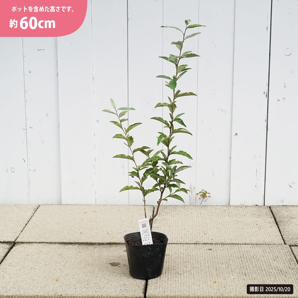 グミ アキグミ 1