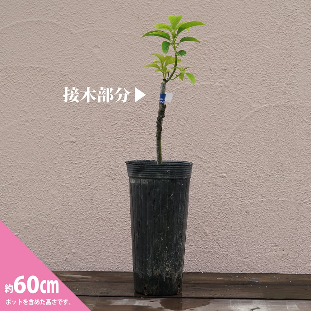 ポペーノ アボカド Aタイプの特徴と育て方 | 苗木部の部室 〜苗木