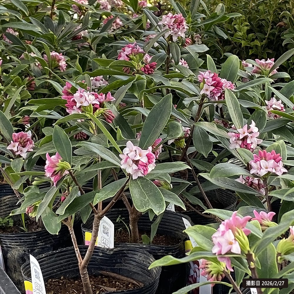 ジンチョウゲ 赤花 2