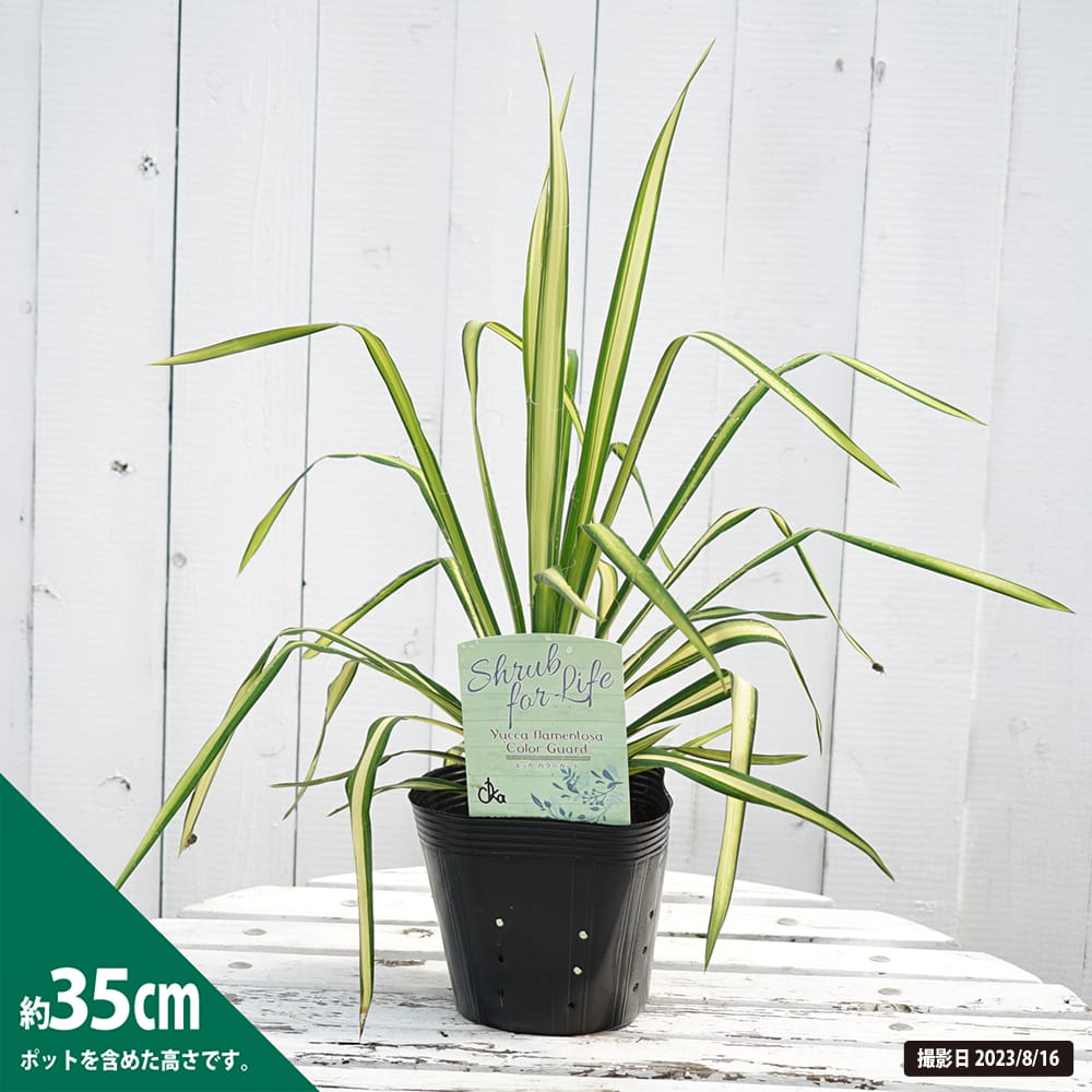 カラーガード ユッカ フィラメントーザの特徴と育て方 | 苗木部の部室