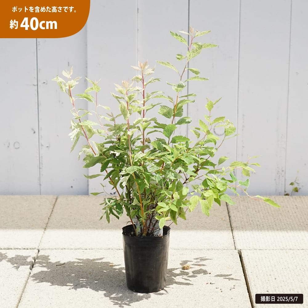 コデマリ ピンクアイス 1