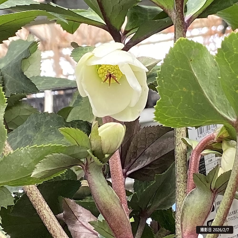 クリスマスローズ エクリュフラミンゴ 1