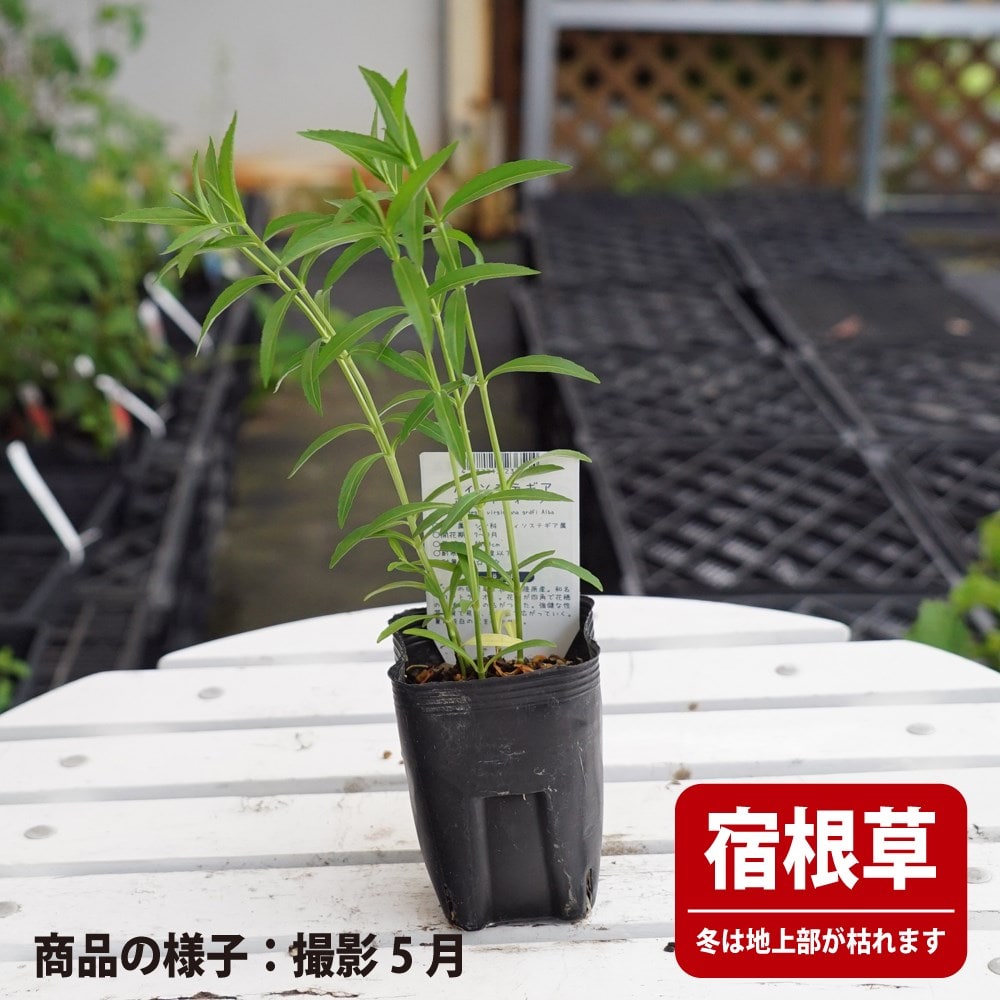 フィソステギア ホワイトクイーン 1