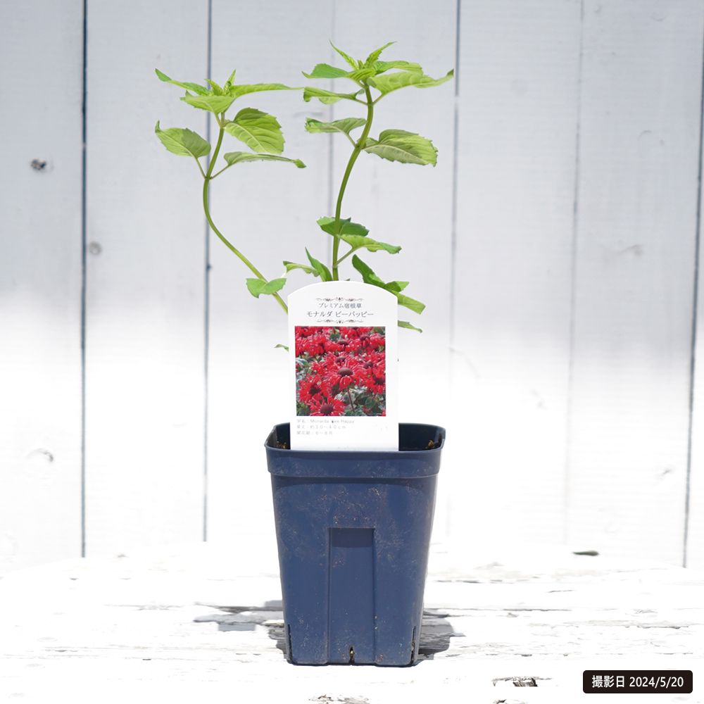 モナルダ ビーハッピー 1