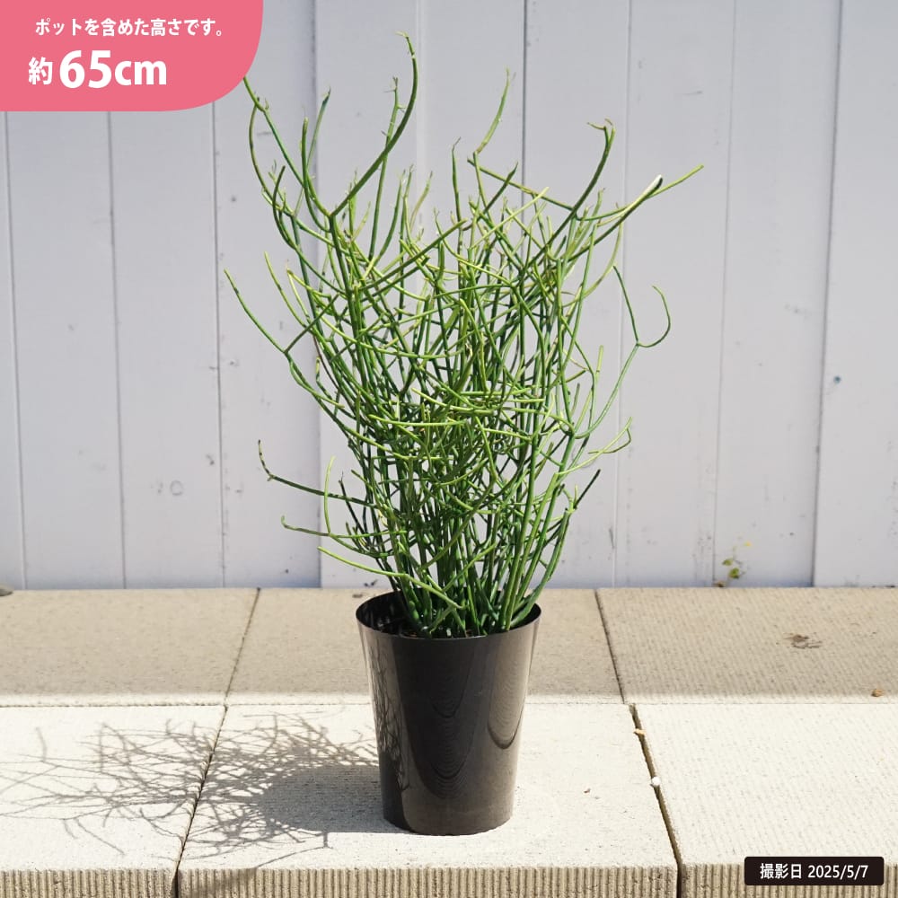 ミルクブッシュ ミルクブッシュ 1