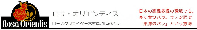 ロサオリエンティスのバラ