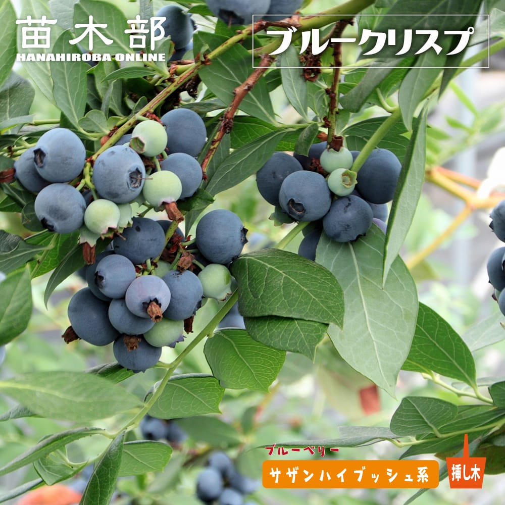 ブルーベリー ブルークリスプ 