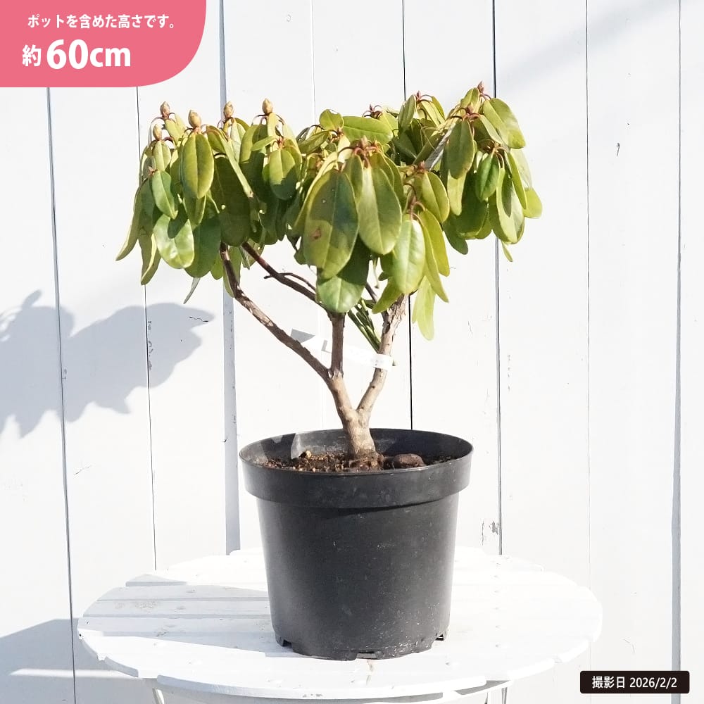 シャクナゲ イグハムイエロー 1