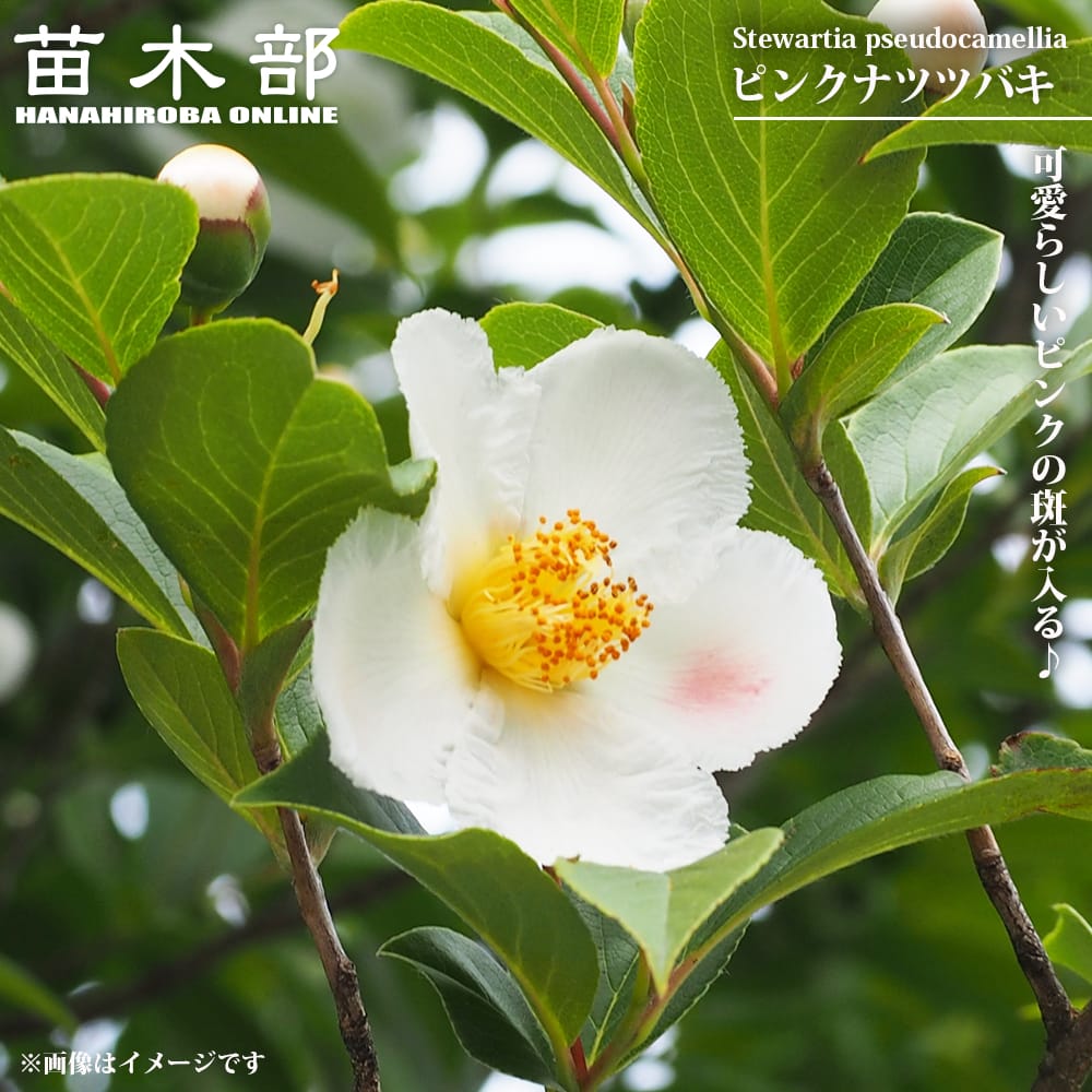 シャラノキ ピンクナツツバキ