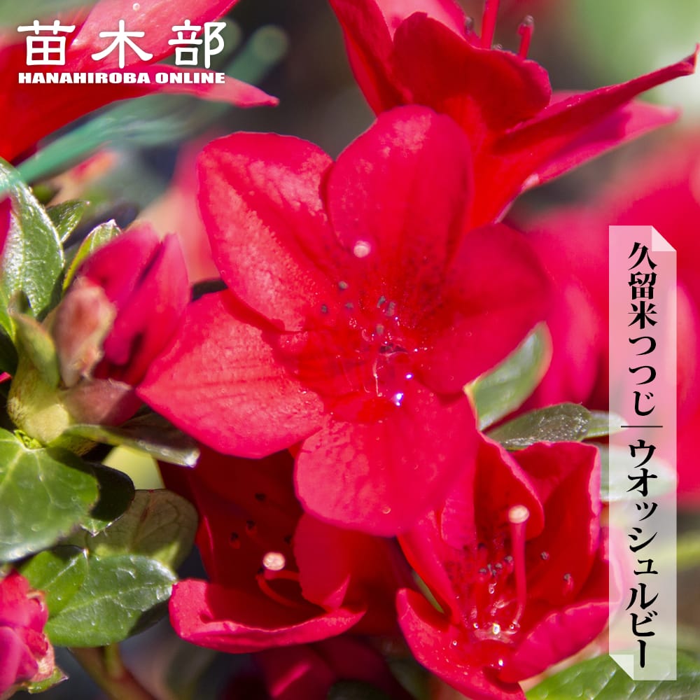 ツツジ ウオッシュルビー