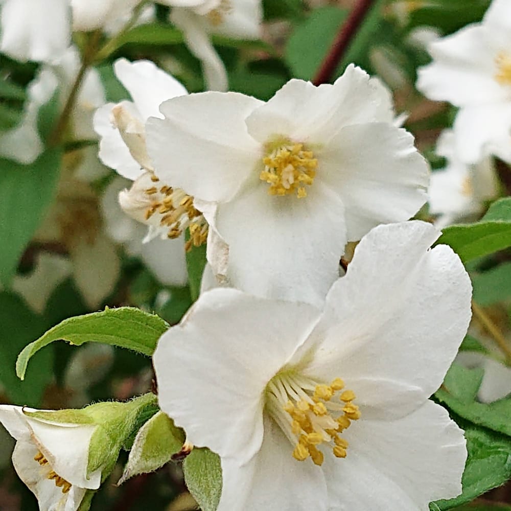 ウツギ ベルエトワール 2