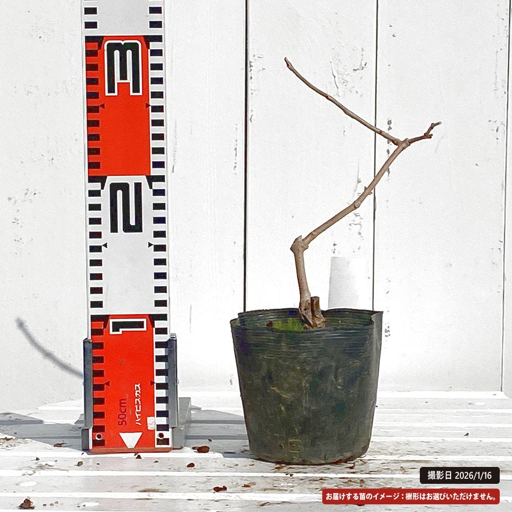 クロバナロウバイ ホワイトドレス 1