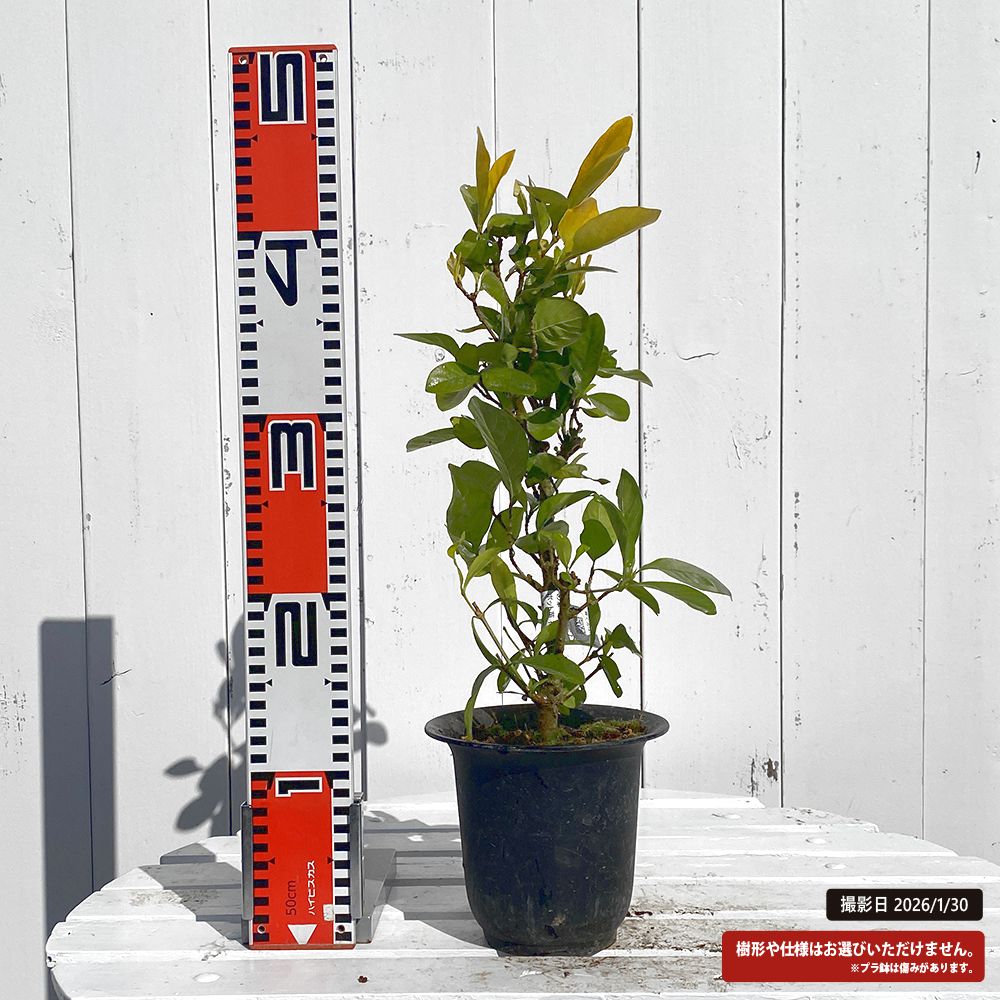 クチナシ 黄金の華 1