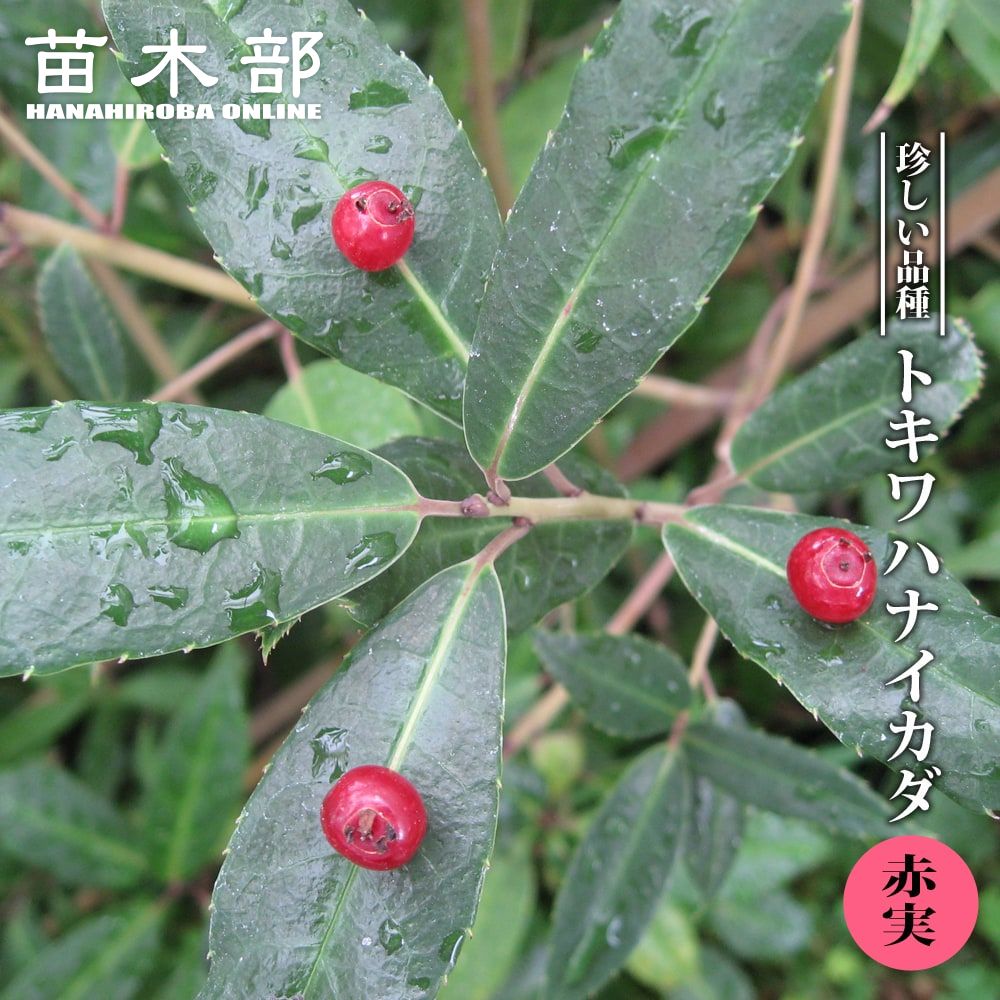 ハナイカダ トキワハナイカダ 赤実 2