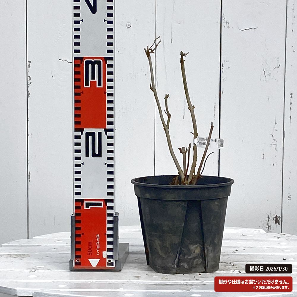 アジサイ 金竜 1