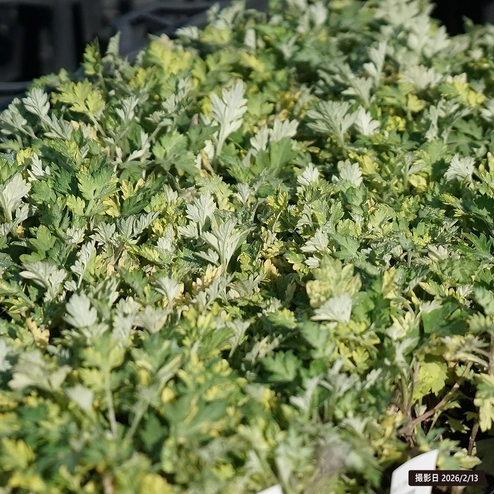 アルテミシア 斑入り欧州ヨモギ 1