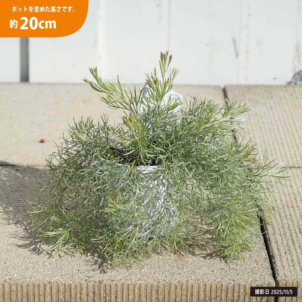 アデナンサス カヴィ 1