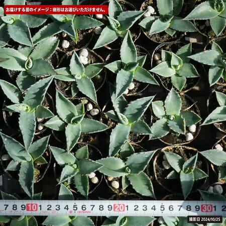 リュウゼツラン パリートランカータ 1