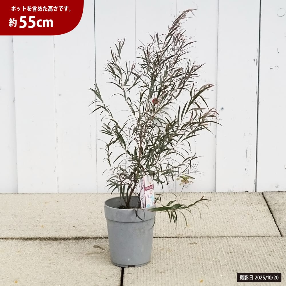 アゴニス ブラックテール 1