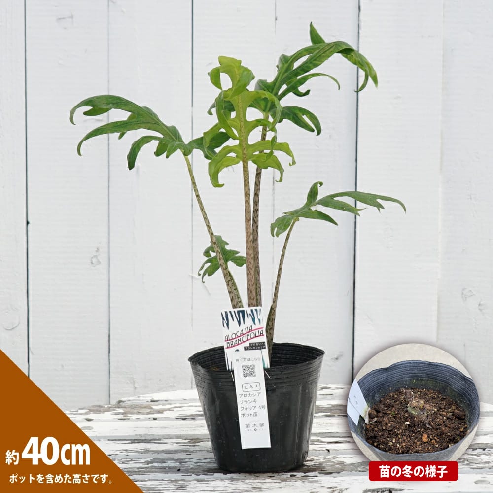 アロカシア ブランキフォリア 1