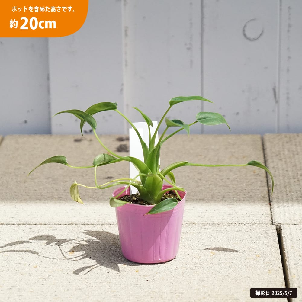 アロカシア タイニーダンサー 1