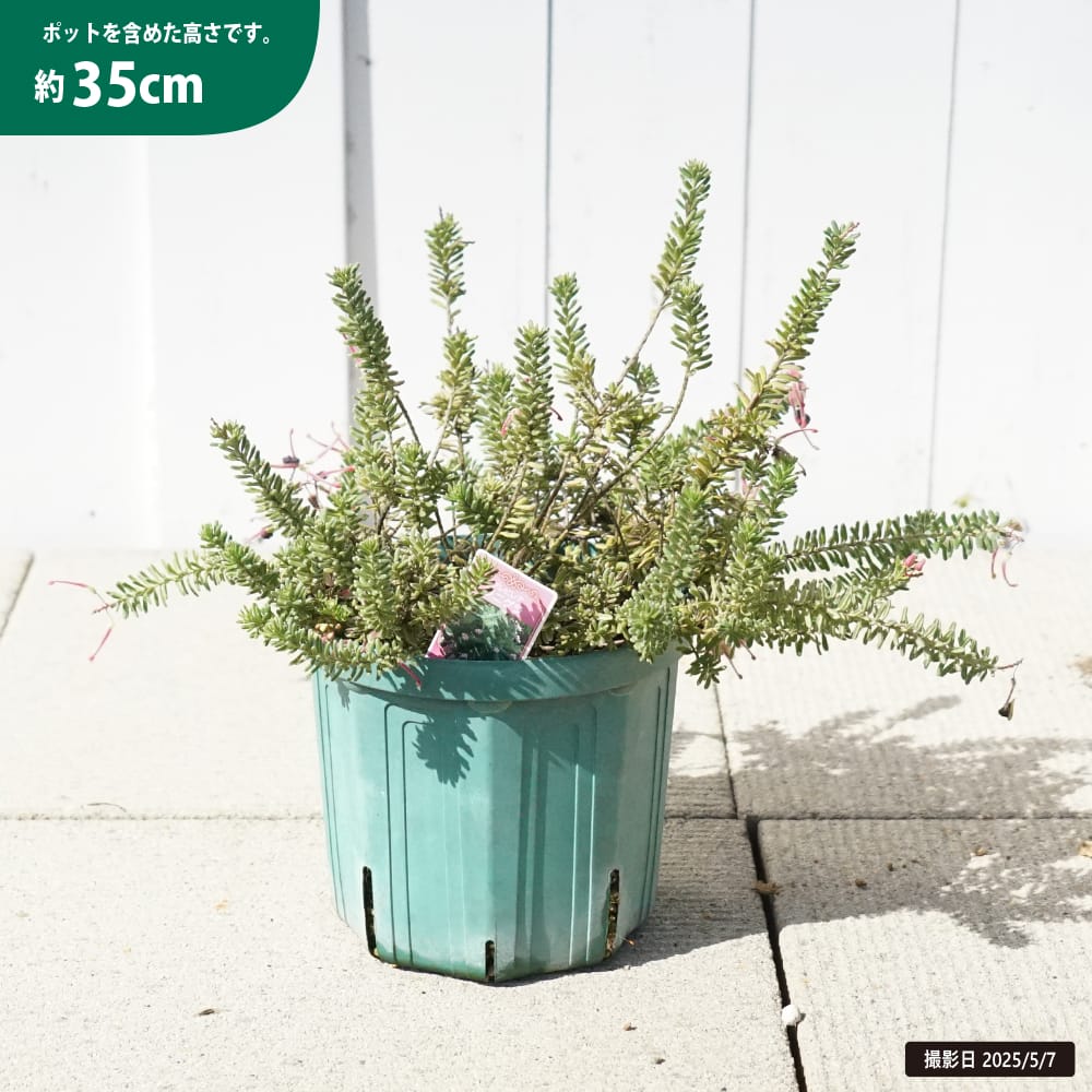 グレビレア ラニゲラ 1