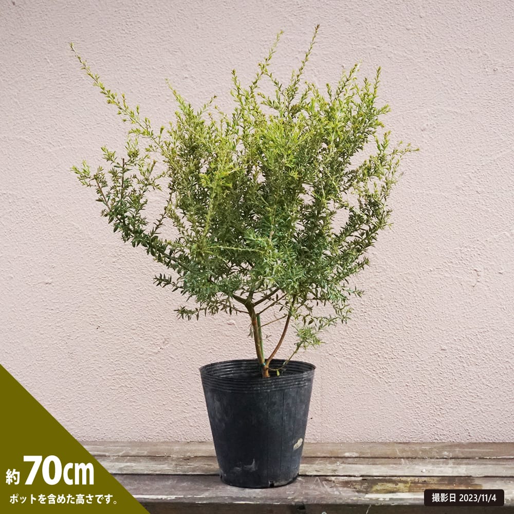 グレビレア ピグミーダンサー 1