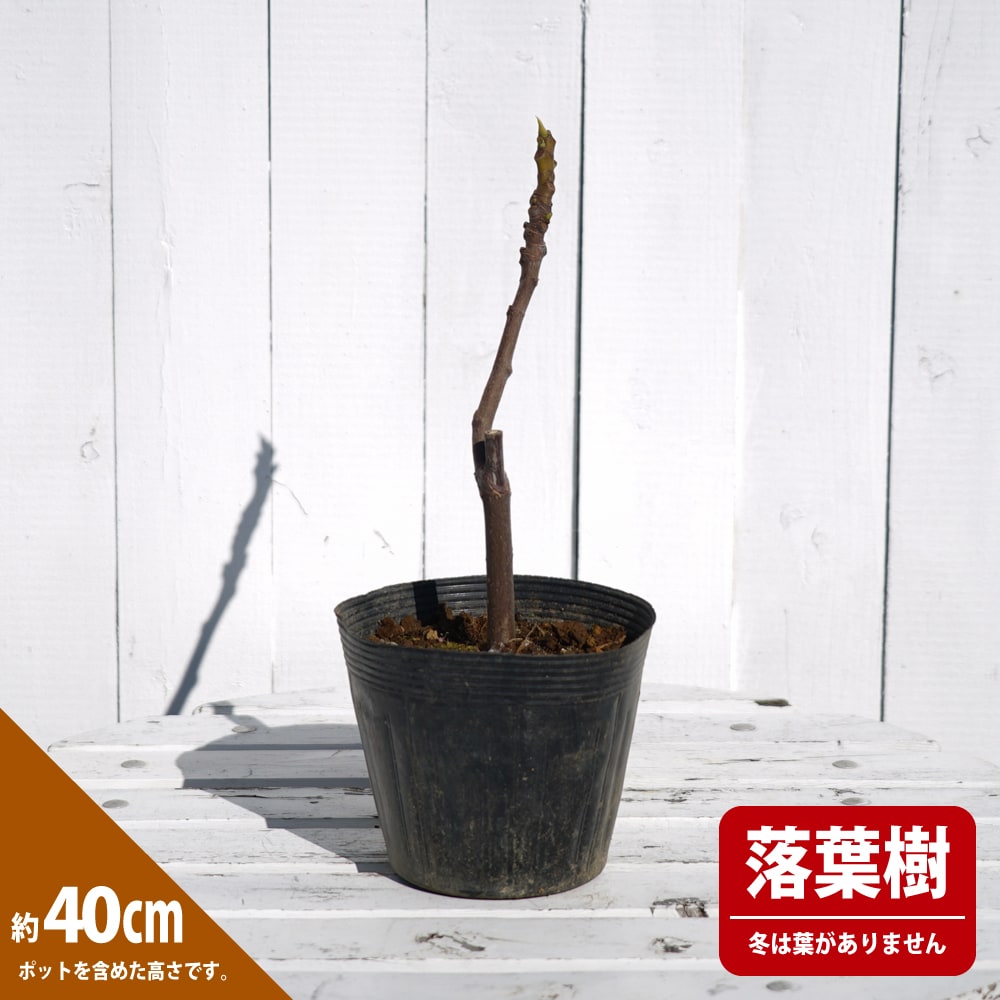 イチジク レディホワイト 1