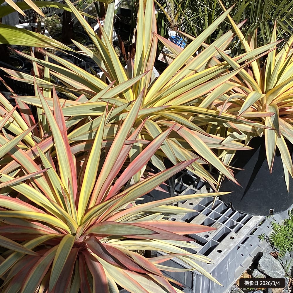 ユッカ ブラストスター 4