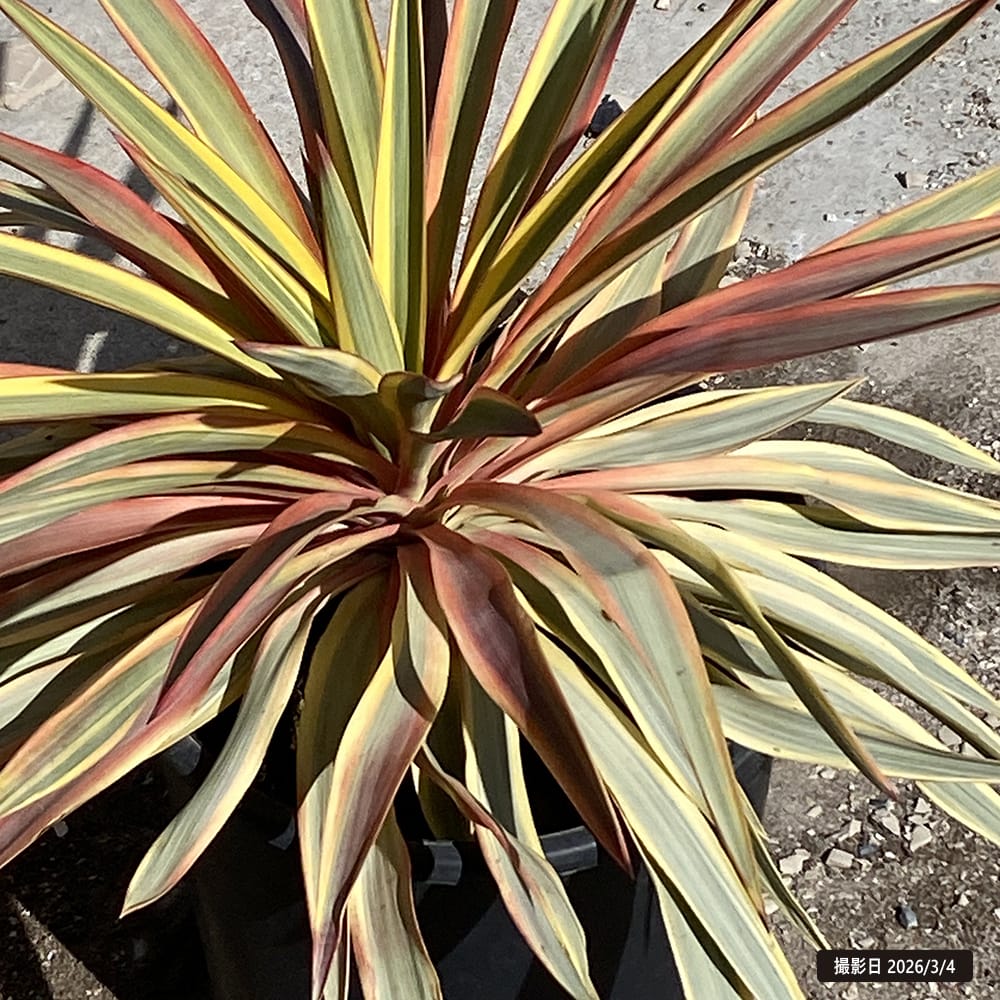 ユッカ ブラストスター 3