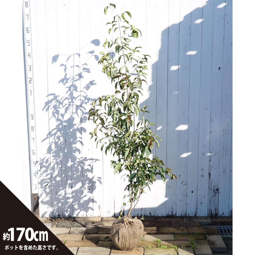 常緑ヤマボウシ サマースカイツリー 1