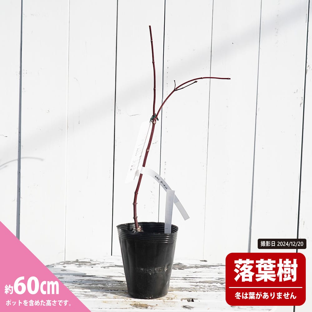 カエデ・もみじ ガーネット 1