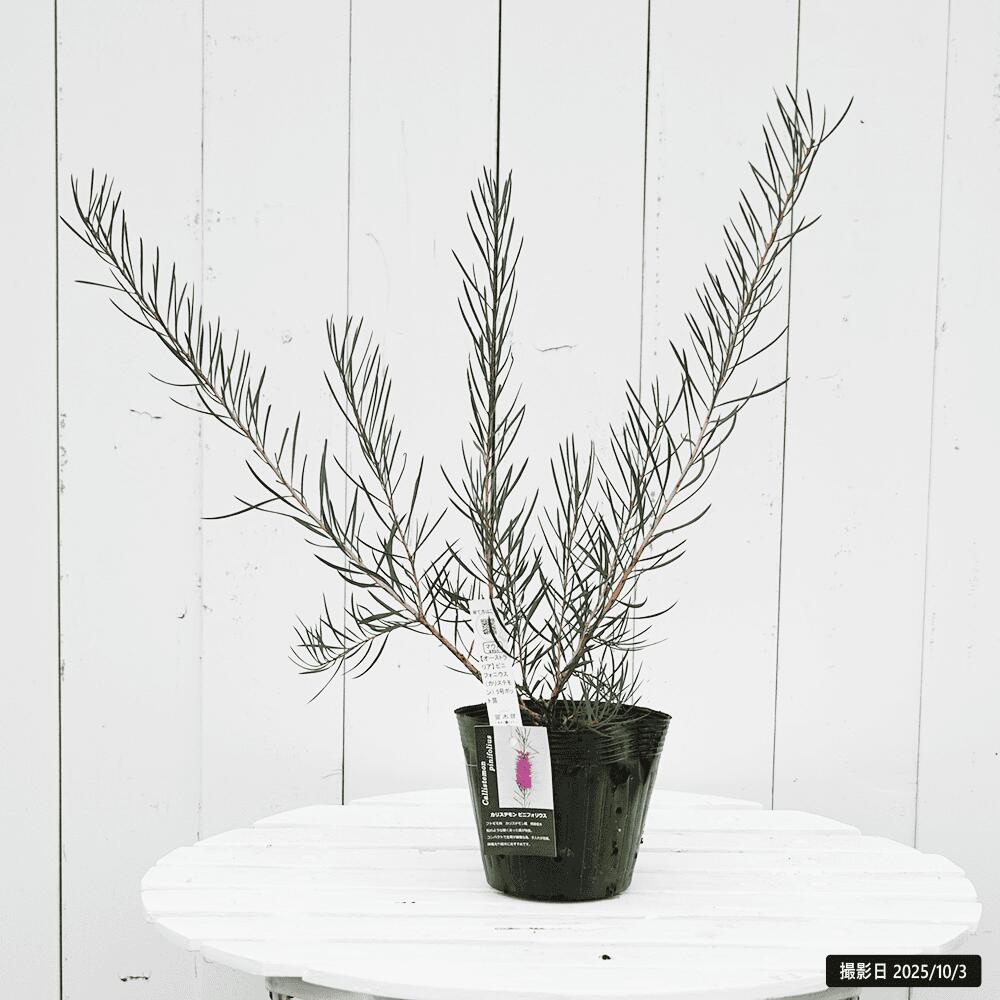 キンポウジュ ピニフォニウス 1