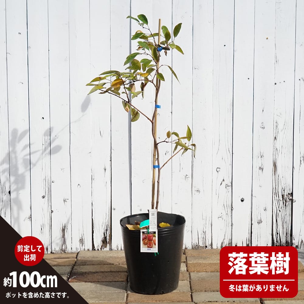 サルナシ 紫香 1