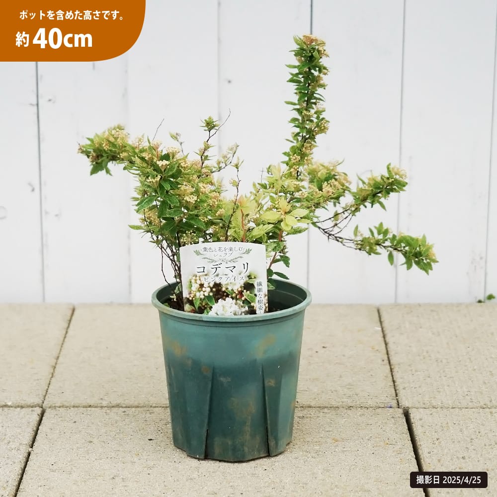 コデマリ ピンクアイス 1