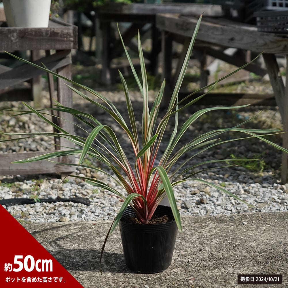 コルジリネ マジックスター 1