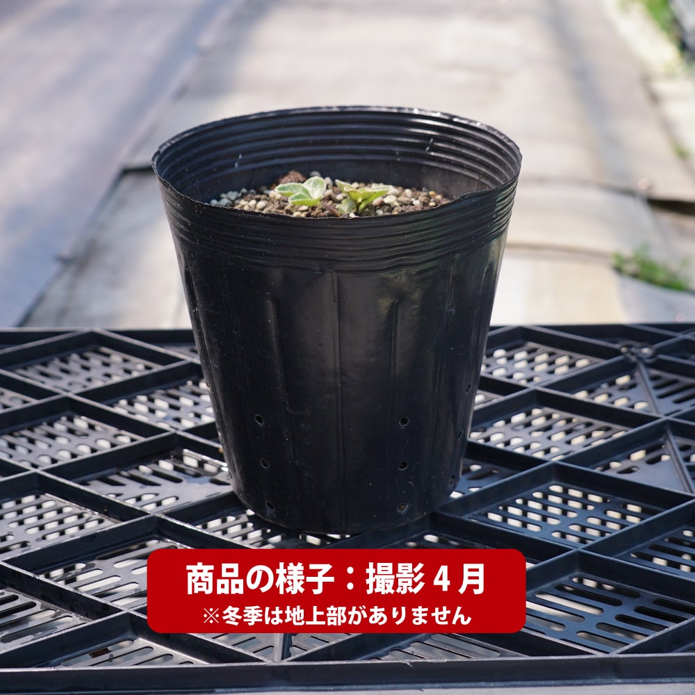 ポテンティラ ゴールデンスターリット 1