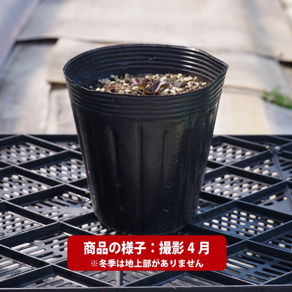 ヘリオプシス バーニングハーツ 1