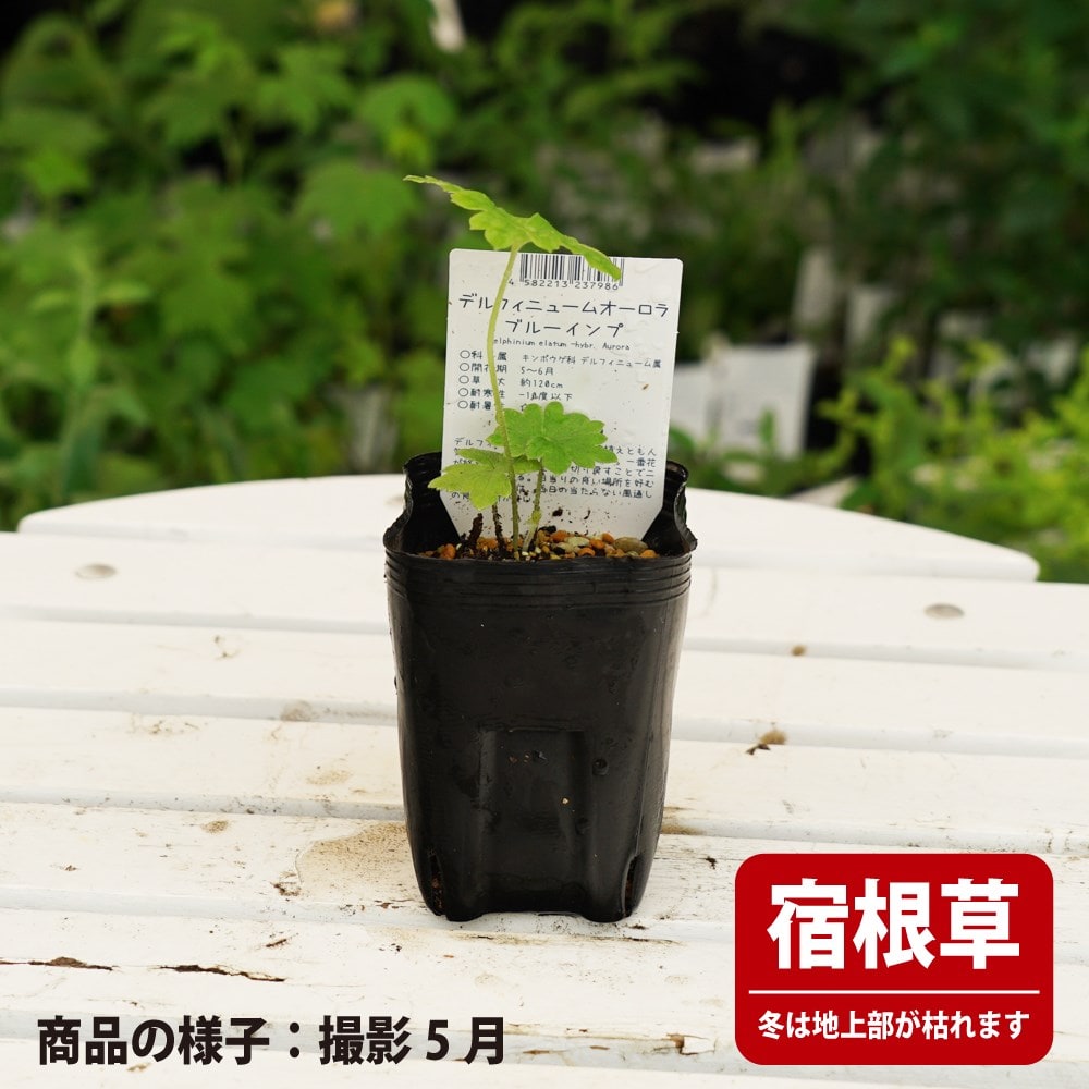 デルフィニウム オーロラ ブルーイング 1