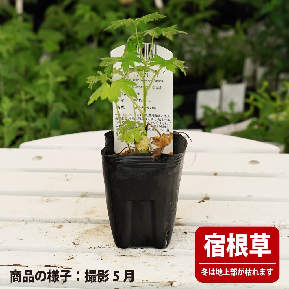 デルフィニウム オーロラ ホワイト 2