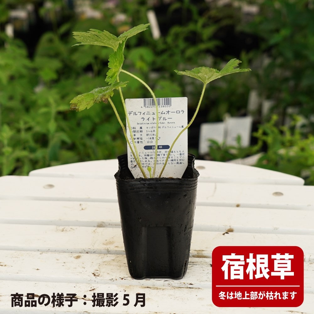 デルフィニウム オーロラ ライトブルー 1